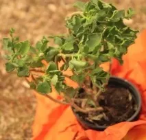 Каланхое догляд у домашніх умовах, Зразкова садиба домашніх