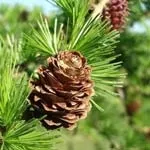 Кедрові горіхи для нормалізації артеріального тиску та очищення організму, Медична академія горіхи