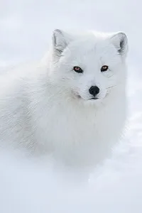 песця