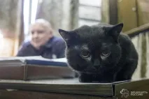Корабельні коти суворі та пухнасті коти