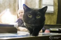 Корабельні коти суворі та пухнасті суворі