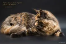кішок