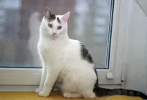 котки