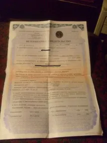 Кішка в поїзді Не проблема, домашні вихованці домашні