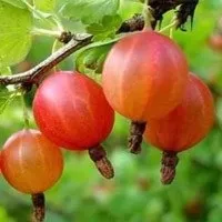 Агрус Корисні властивості аґрусу, що приготувати з аґрусу властивості