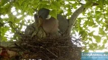 Краса та незвичайність диких голубів диких