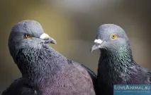 Краса та незвичайність диких голубів краса