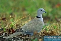 Краса та незвичайність диких голубів диких