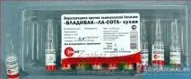 Краса та незвичайність диких голубів краса