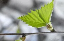 Лов окуня по відкритій воді навесні, Поради рибалкам воді