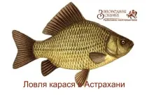 карася