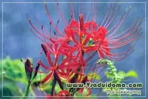 lycoris