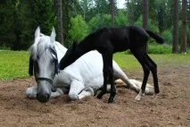 Коні бояться парасольок і знущаються з новачків коня