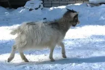 Коні бояться парасольок і знущаються з новачків новачків