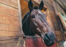 Коні бояться парасольок і знущаються з новачків коні