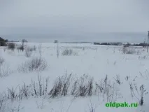 Личинка реп’яхової молі яхової