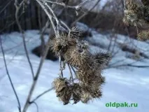 Личинка реп’яхової молі яхової