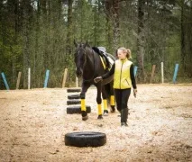 Коні бояться парасольок і знущаються з новачків новачків