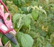 Лістя малини лікувальні та корисні властивості, як сушити, зберігати лістя
