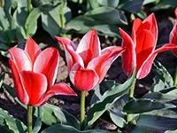 Цибульні квіти для саду квіти