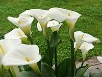 Цибульні квіти для саду саду