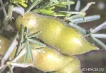 насіння