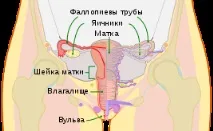 Матка жінки матка