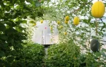 Температура в теплиці оптимальна, для розсади, повітря, ґрунту, взимку, влітку, як регулювати, розсади