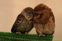 The Owl Cafe» - японське кафе для любителів сов випити