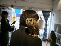 The Owl Cafe» - японське кафе для любителів сов любителів