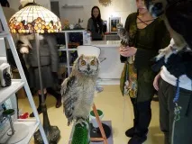 The Owl Cafe» - японське кафе для любителів сов кафе