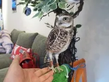 The Owl Cafe» - японське кафе для любителів сов cafe
