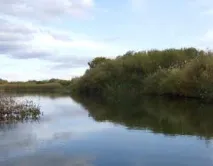Температура та клювання риби риби