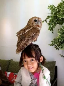 The Owl Cafe» - японське кафе для любителів сов любителів