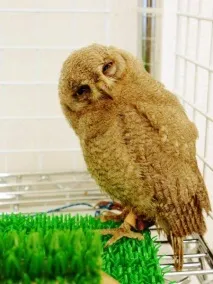 The Owl Cafe» - японське кафе для любителів сов випити