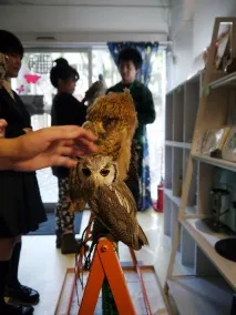 The Owl Cafe» - японське кафе для любителів сов японське