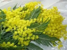 гілочку
