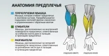 М’язи передпліч - вправи, анатомія, особливості тренування передпліч