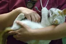 Сечокам’яна хвороба у котів, Кішки, Коти та Кошенята - Мишок НІ! хвороба