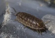 мокриці