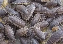 мокриці
