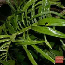 monstera