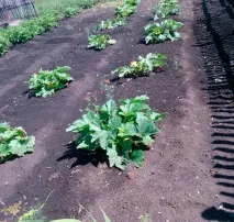 На якій відстані один від одного садити гарбуз у відкритий ґрунт - eТеплица відстані