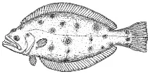 На півдорозі до камбали голови