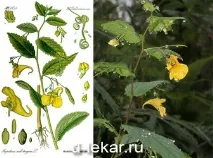 бальзамін