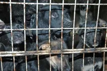 Новий атракціон Убий собаку собаку