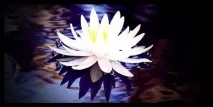 Omnia Crystalline від Bvlgari відгуки crystalline
