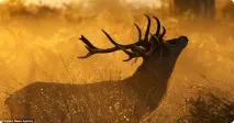 Оленячий гон у лондонському Річмонд-парку Cervus
