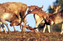 Оленячий гон у лондонському Річмонд-парку Cervus