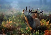 Оленячий гон у лондонському Річмонд-парку Cervus